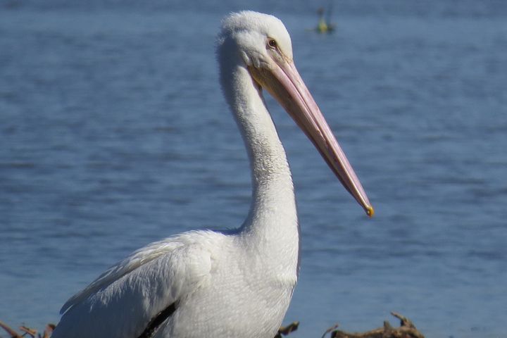 Pelican - Flowing HIS WAY