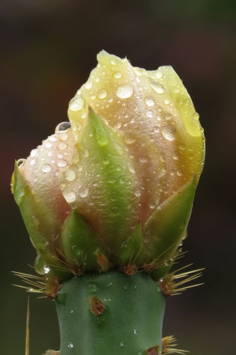 Yellow Prickly Pear Flower - Flowing HIS WAY