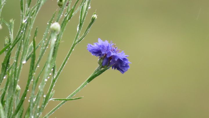Purple Flower in Rain - Flowing HIS WAY