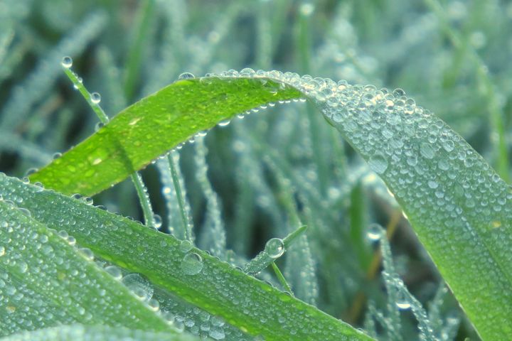 Dew on Blade of Grass - Flowing HIS WAY