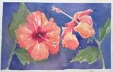 Orange Hibiscus - watercolor