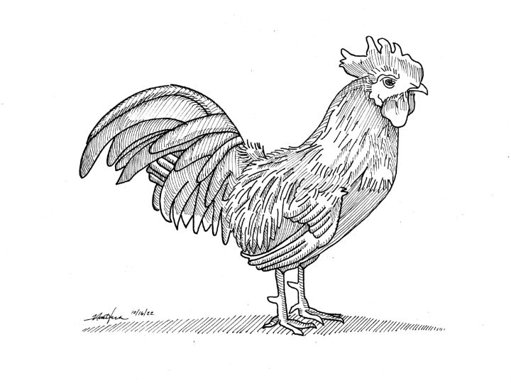 Fowl - Valerie Van Horne Art