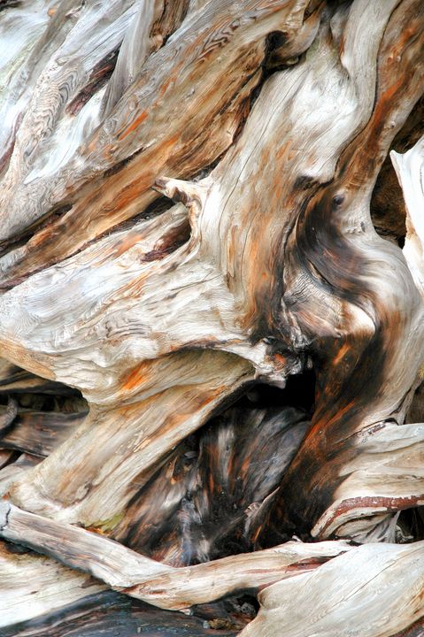 Tree bark abstract. - oscarcwilliams