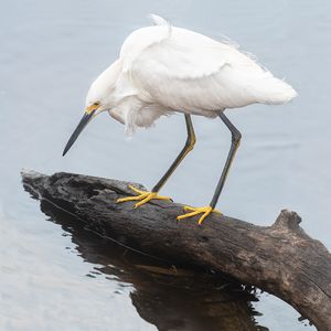 Snowy Egret on the Hunt