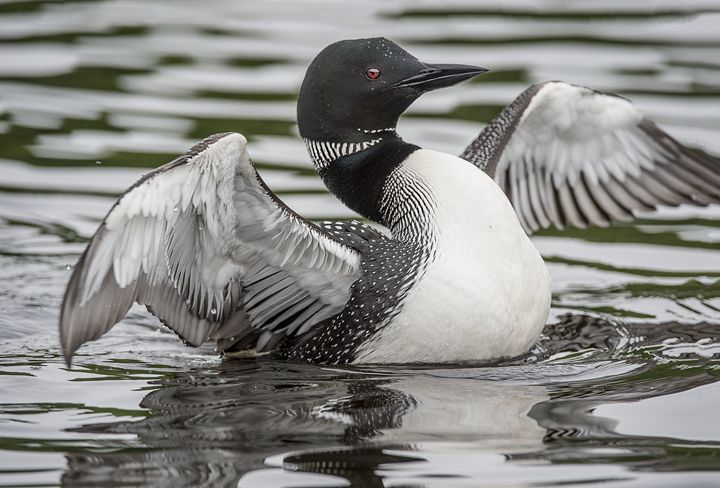 Wing Flap - Photography By Gordon Ripley - Photography, Animals, Birds ...