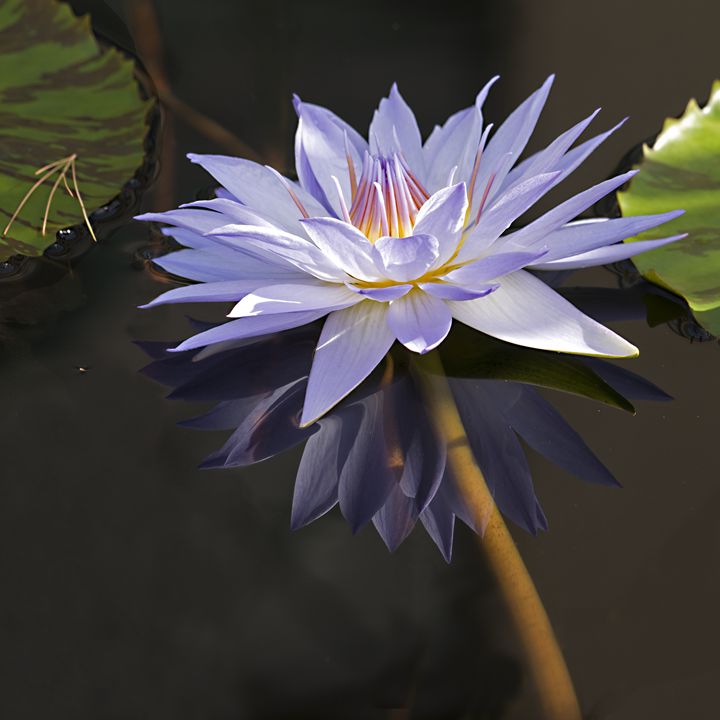 Electric Blue Pond Lilly - Photography By Gordon Ripley - Photography ...