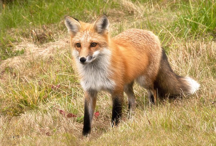 Fox on the Prowl - Photography By Gordon Ripley - Photography, Animals ...