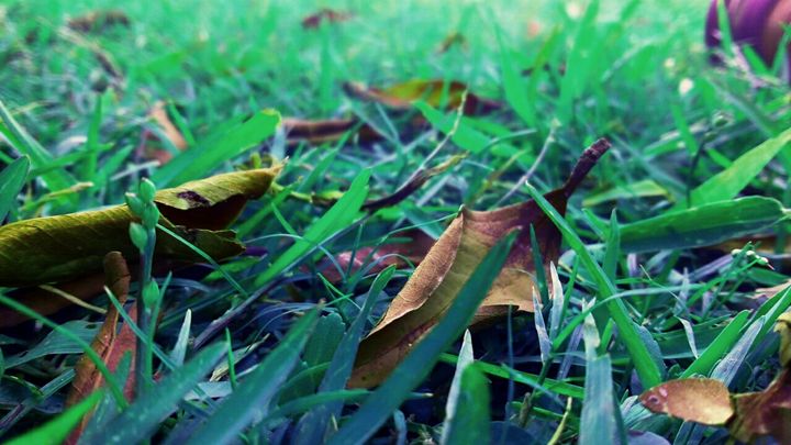 grass and leaves -  24x7friendsandco
