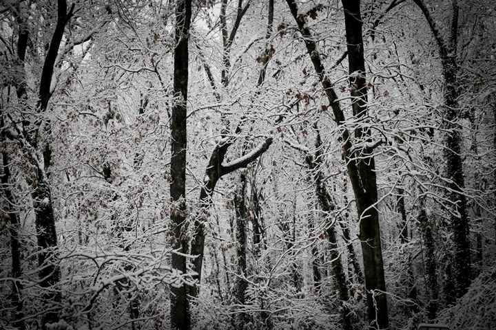Snow Forrest - Niyon_Studio