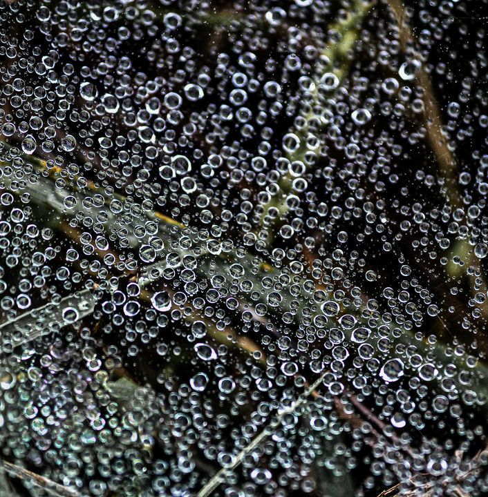 Spider Web with Dew Drops - Rohit Kamboj