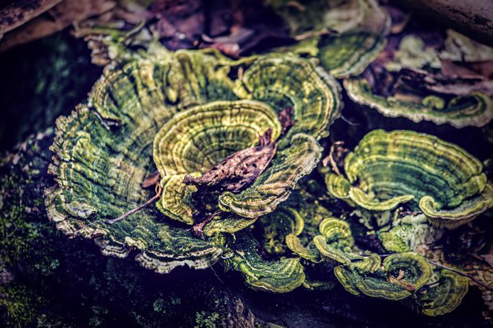 Nature's Swirls - Rohit Kamboj