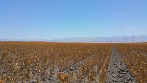 Fields of California