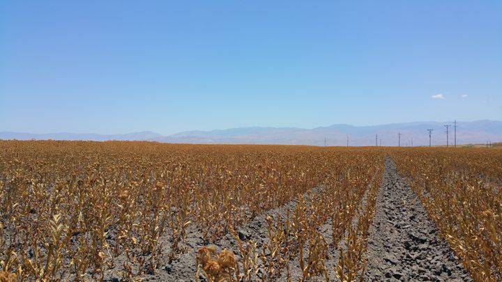 Fields of California - Virginia Vilchis