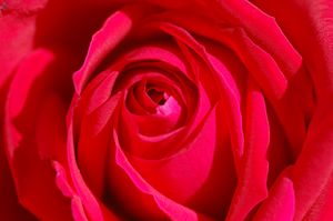 Folds of the Red Rose