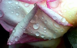 Soaked Rose Petals