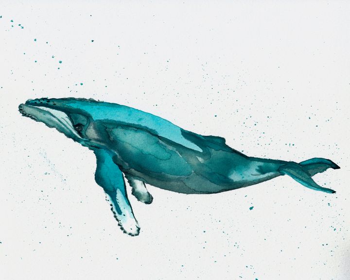 Humpback Whale - Kristin Kapperman