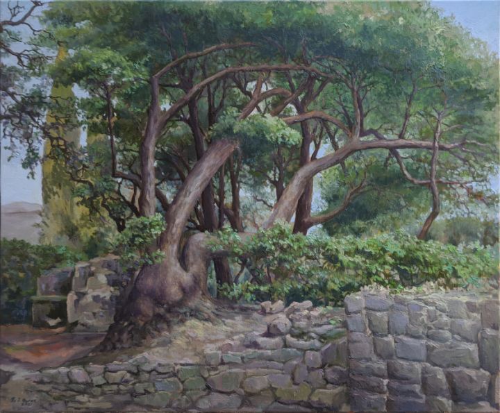 Ancient Cedar - Tom J. Byrne