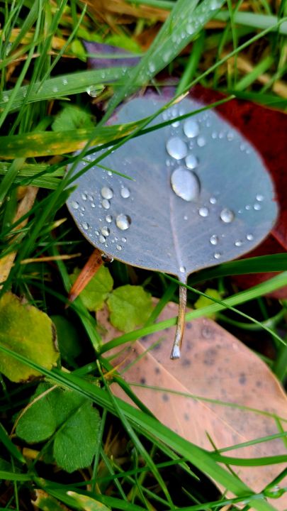 Tears of nature - In the eyes of the beholder - Photography, Flowers ...