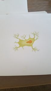 Osteocyte