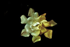 Mystical Gardenia