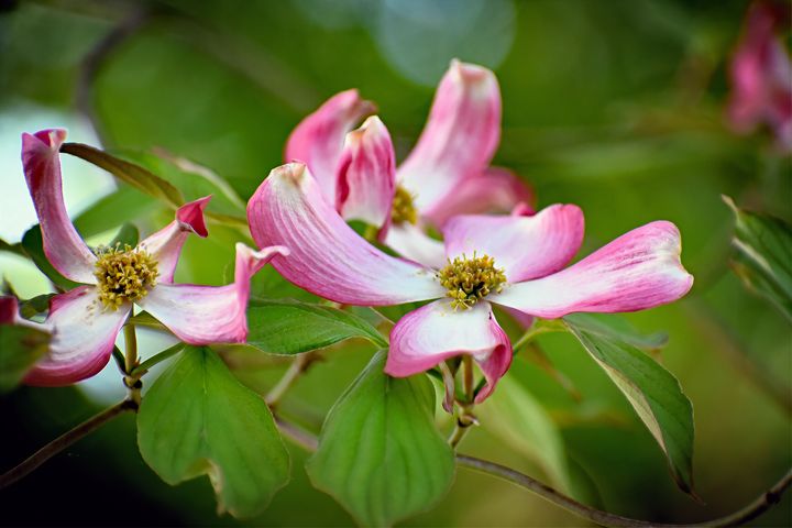 Dogwood Tree Blossoms - The1Essence Presentations - Photography