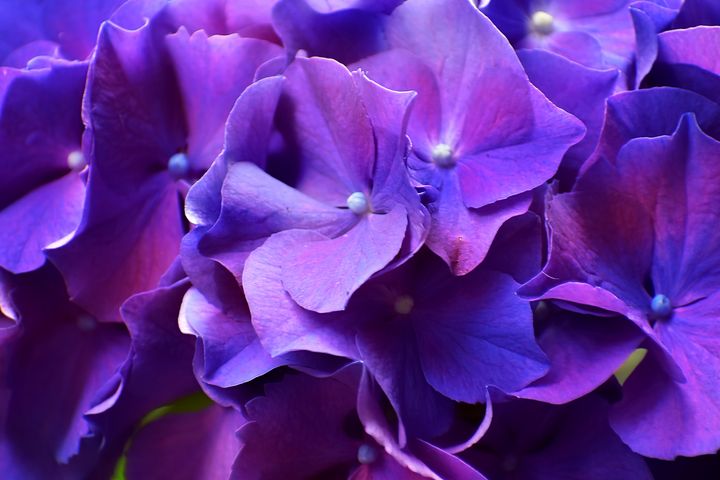 Majestic Hydrangea - The1Essence Presentations - Photography, Flowers ...