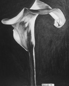 Arum-lily