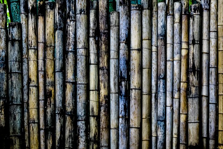 Bamboo Gate - Cintron Photography