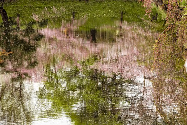 Sakura Reflection - Cintron Photography