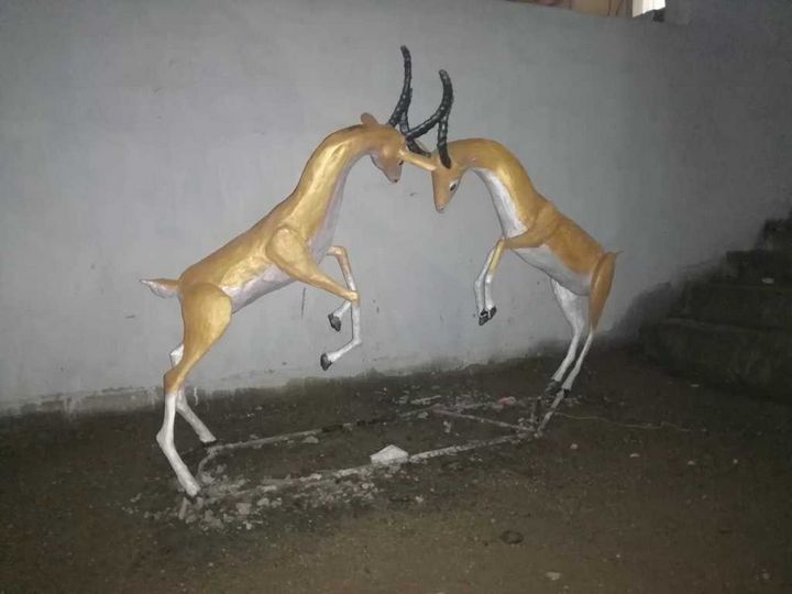 gazelle fight - gurban