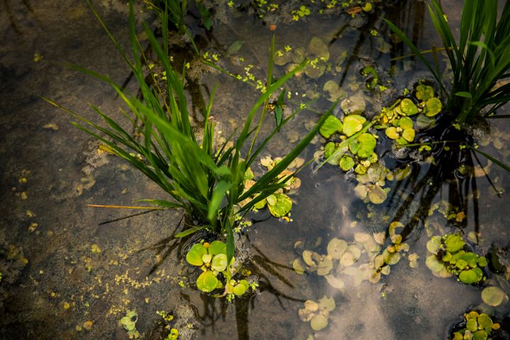 Rice plant - Photography