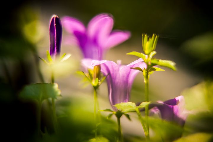Purple bloom - Photography