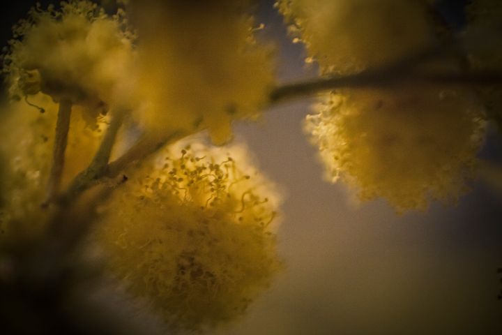 Mimosa - Photography