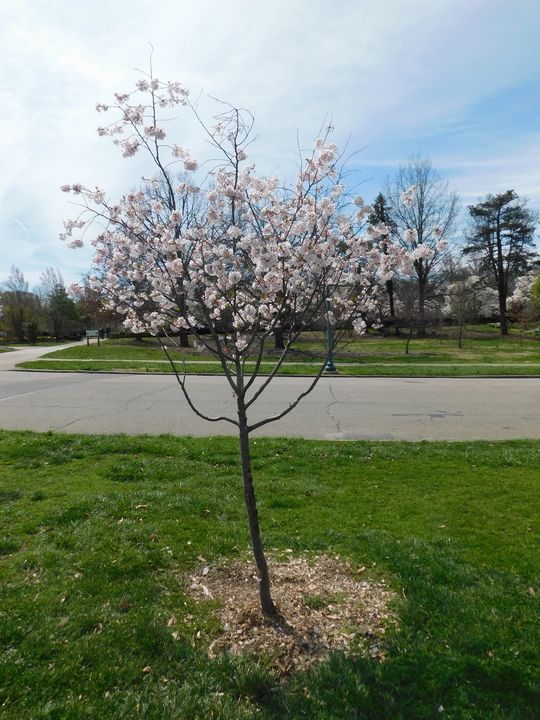 Small Weeping Cherry Tree - Kelly A Sullivan Photography - Photography ...