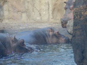 3 Hippos