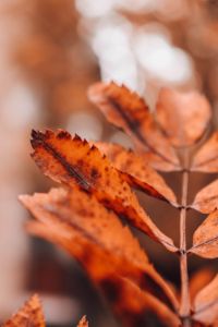 Brown Autumn Leaf