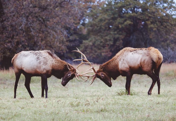 Bull Elk Sparring - Jenna Rulo Photography