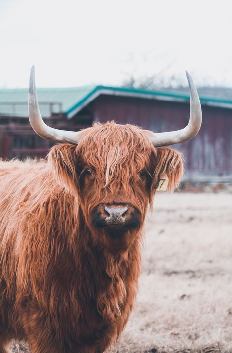 Scottish Highland Cow - Jenna Rulo Photography