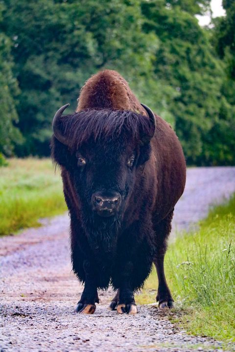Woolaroc Bison Bull - Jenna Rulo Photography