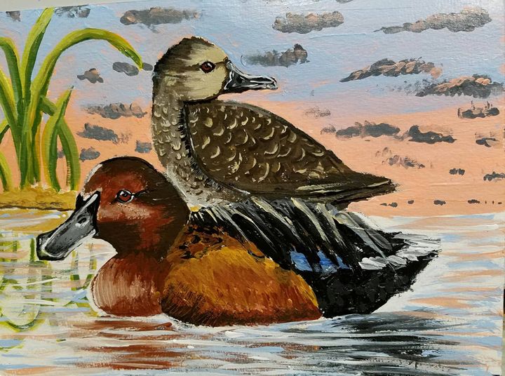 Cinnamon Teal - Faces Of The Endangered - Paintings & Prints, Animals ...