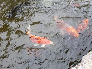Fishes in a pond