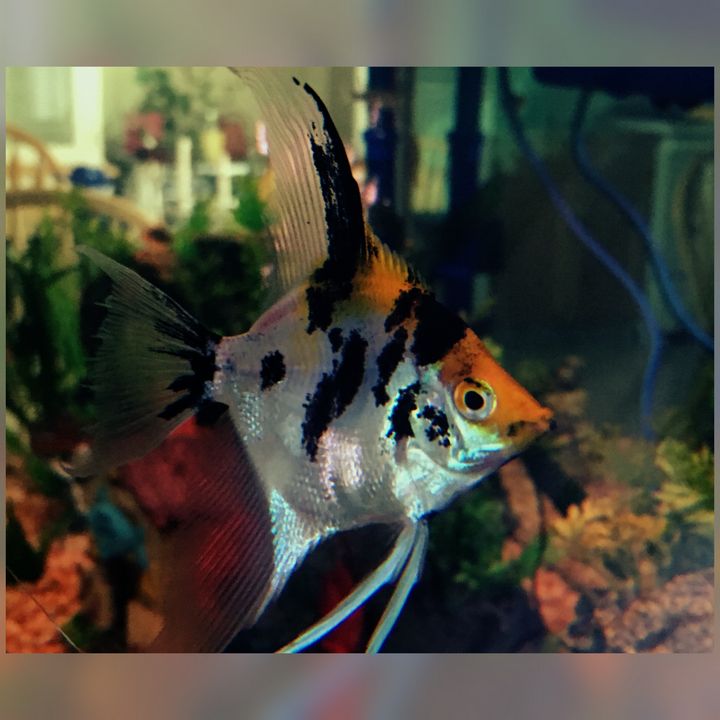 koi-angel-fish-fish-dont-talk-photography-animals-birds-fish