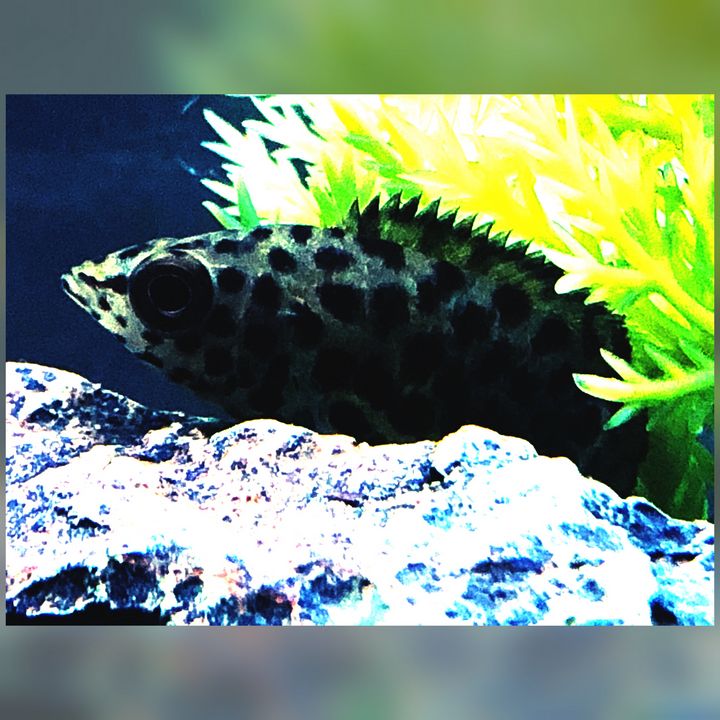 African Bush Fish/Leopard Fish - Fish Dont Talk