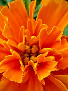 Marigold