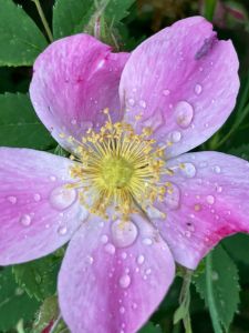 Wild Rose 1