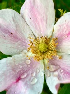 Wild Rose 2