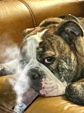 Bulldogs
