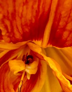 Song of Solomon