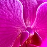 Macro Flowers