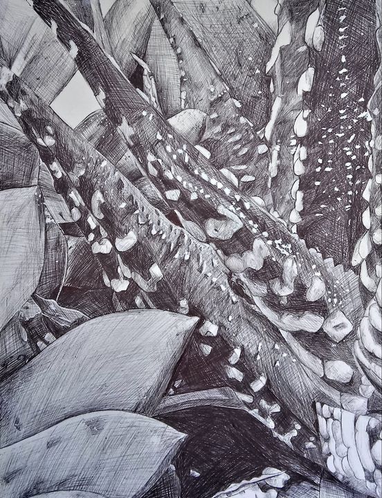 Pen Drawing of Cactus - Madeleine DeSpirito's Artwork